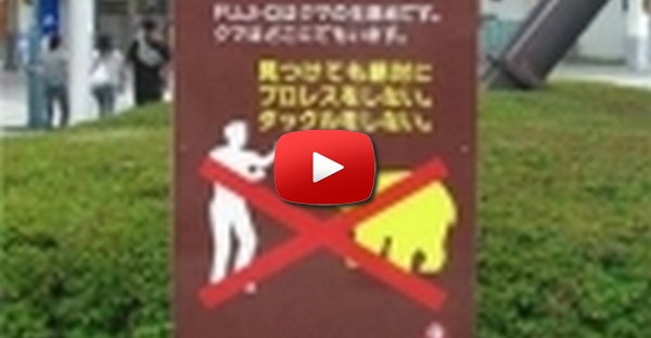 Cuidado com o urso